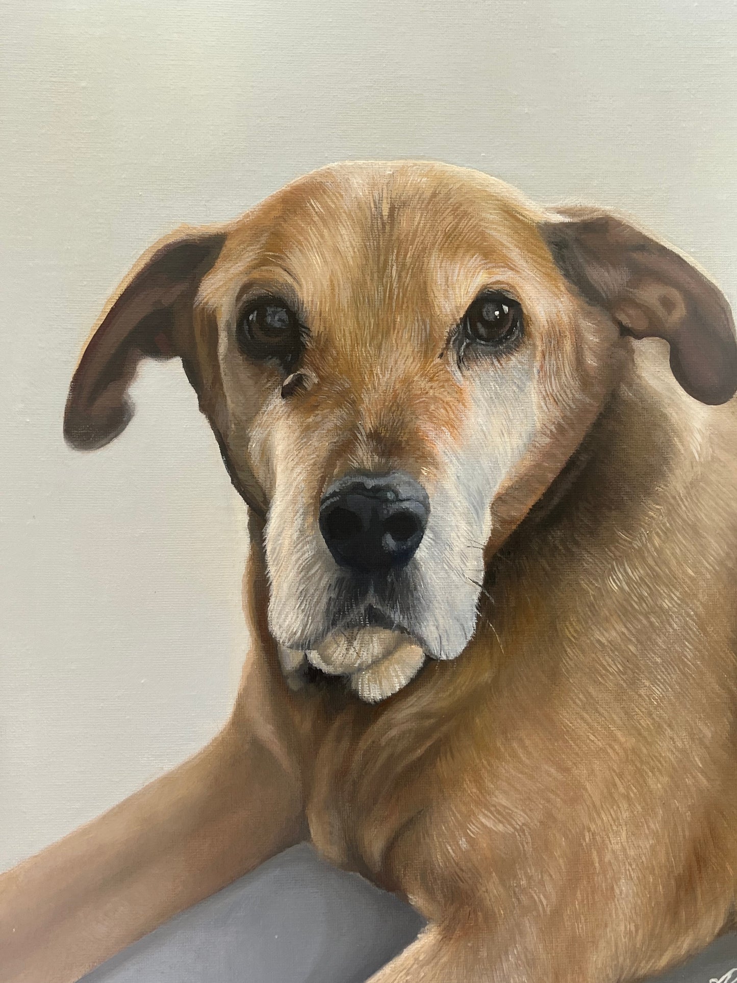 Custom Pet Portraits - Email Interest